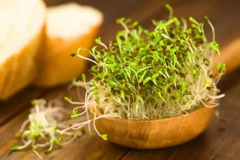 Brotes de brócoli vs Brotes de alfalfa