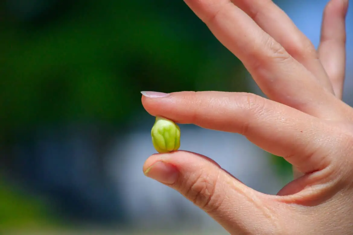 Garbanzos verdes - Todo lo que debes saber 1 Garbanzos verdes - Todo lo que debes saber