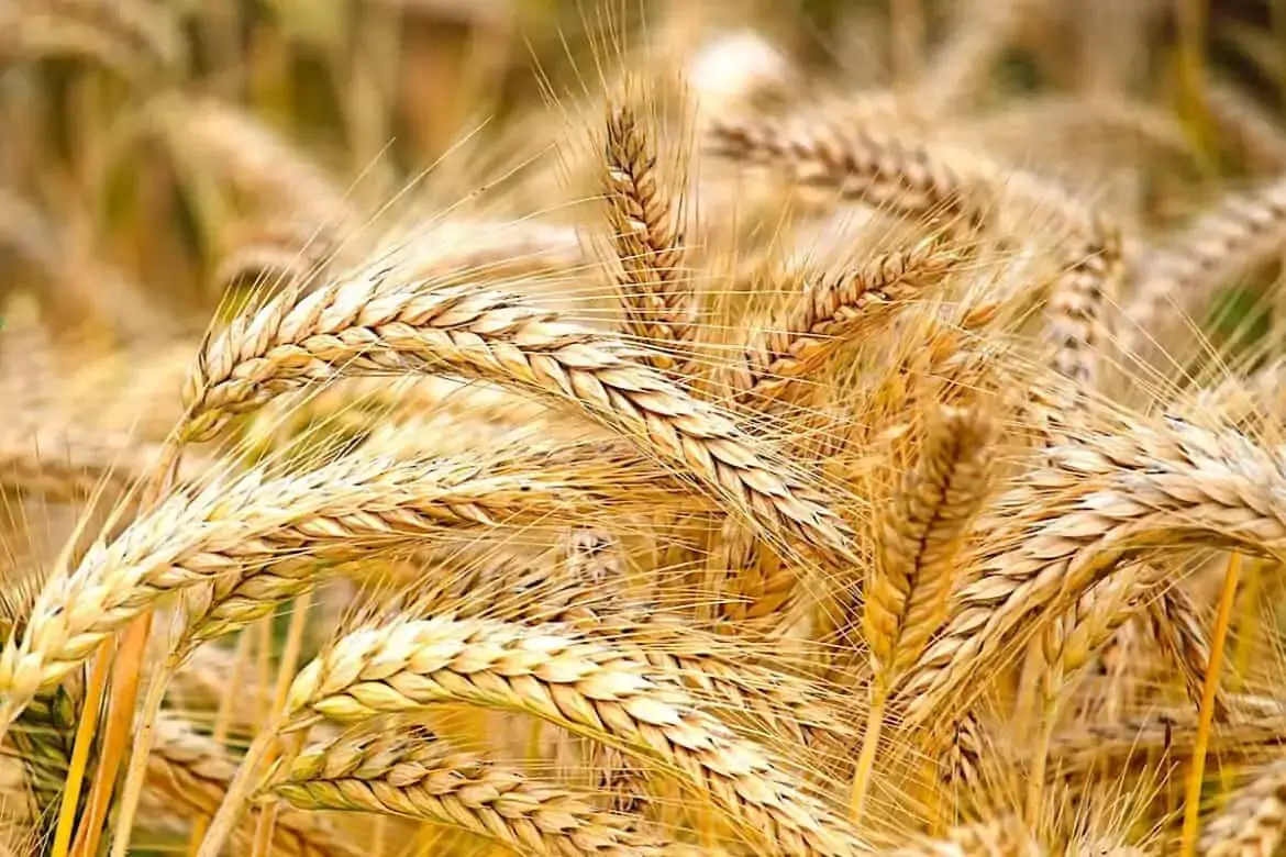 Cebada vs Farro - ¿Cuál es la diferencia? 1 Cebada vs Farro