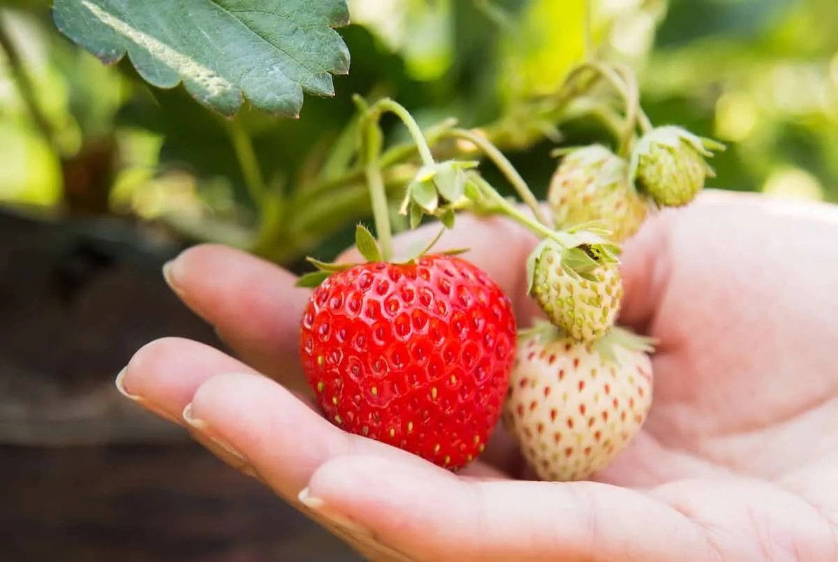 Beneficios nutricionales de la fresa como verdura en recetas saludables