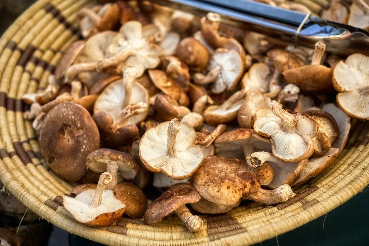 Consejos para conservar setas shiitake frescas a largo plazo en casa