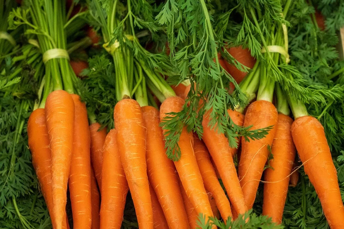 Recetas de cocina sin zanahorias, alternativas para platos saludables y deliciosos, sustitutos de la zanahoria en recetas culinarias, opciones para cocinar sin zanahoria.