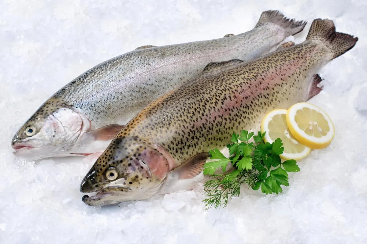 Recetas de trucha arco iris para cocinar en casa